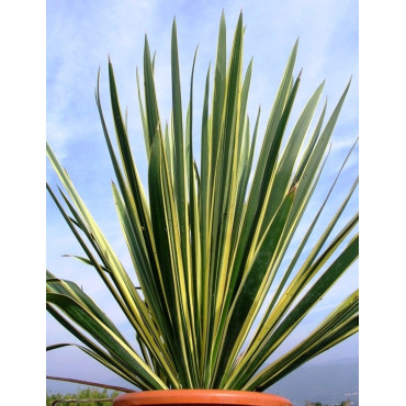 YUCCA filamentosa BRIGHT EDGE