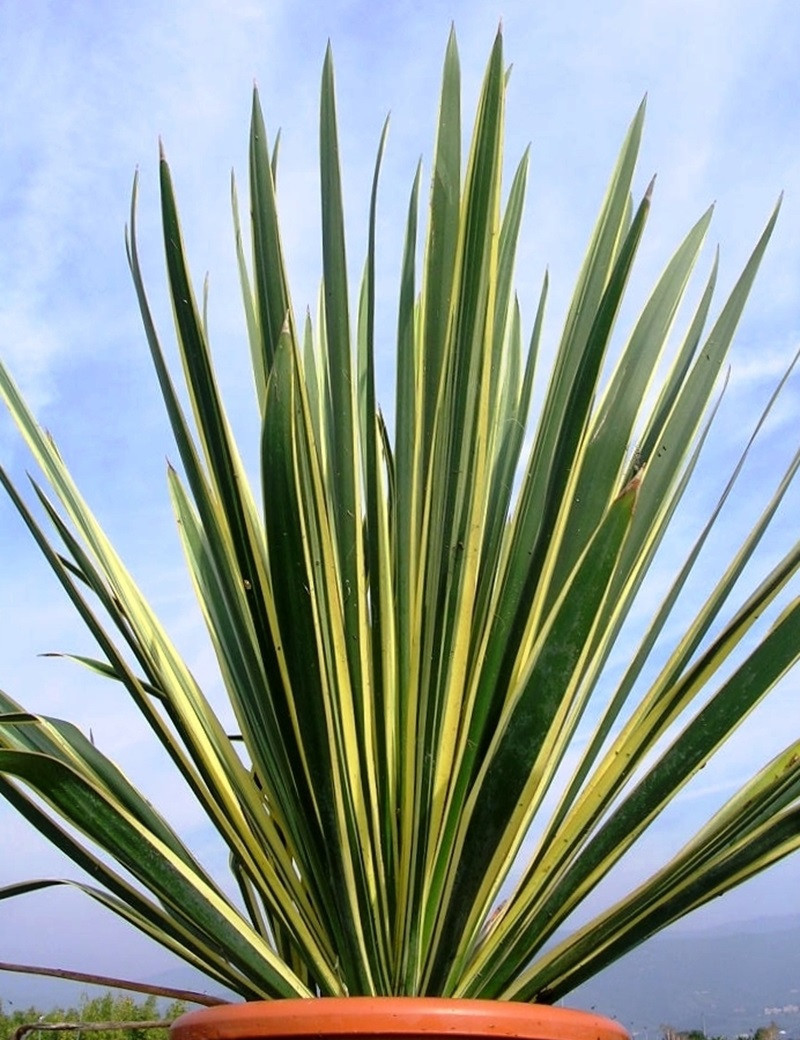 YUCCA filamentosa BRIGHT EDGE