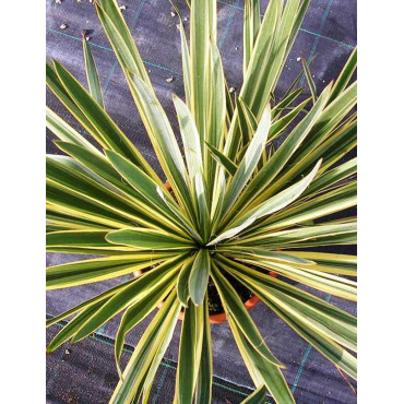 YUCCA filamentosa BRIGHT EDGE