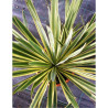 YUCCA filamentosa BRIGHT EDGE