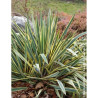 YUCCA filamentosa BRIGHT EDGE