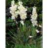 YUCCA filamentosa BRIGHT EDGE