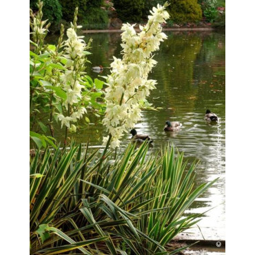 YUCCA filamentosa BRIGHT EDGE