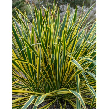 YUCCA filamentosa BRIGHT EDGE