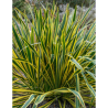 YUCCA filamentosa BRIGHT EDGE