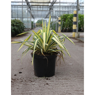 YUCCA filamentosa COLOR GUARD En pot de 7-10 litres