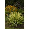 YUCCA filamentosa COLOR GUARD