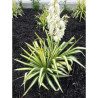 YUCCA filamentosa COLOR GUARD