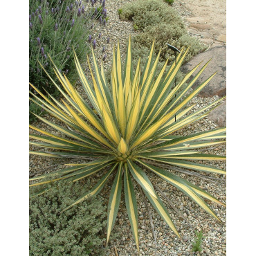 YUCCA filamentosa COLOR GUARD