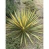 YUCCA filamentosa COLOR GUARD