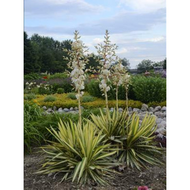 YUCCA filamentosa COLOR GUARD