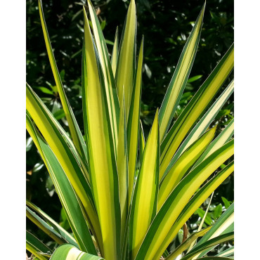 YUCCA filamentosa COLOR GUARD