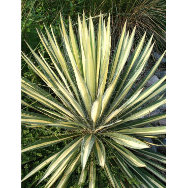 YUCCA filamentosa COLOR GUARD