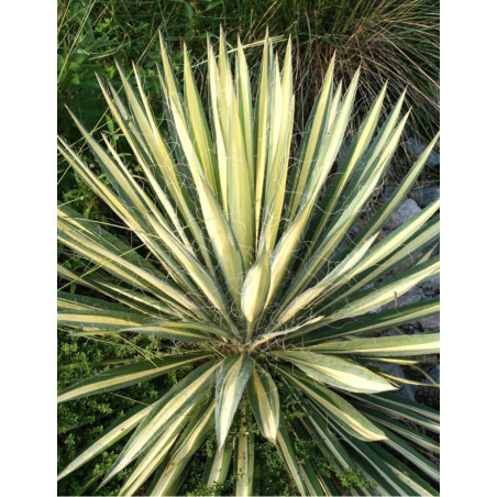 YUCCA filamentosa COLOR GUARD