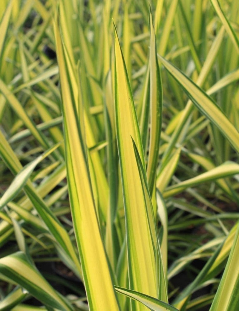 YUCCA filamentosa GOLDEN SWORD