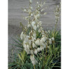 YUCCA filamentosa GOLDEN SWORD