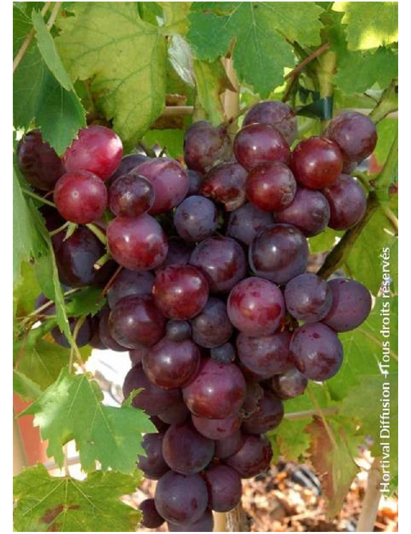 VIGNE DE TABLE CARDINAL