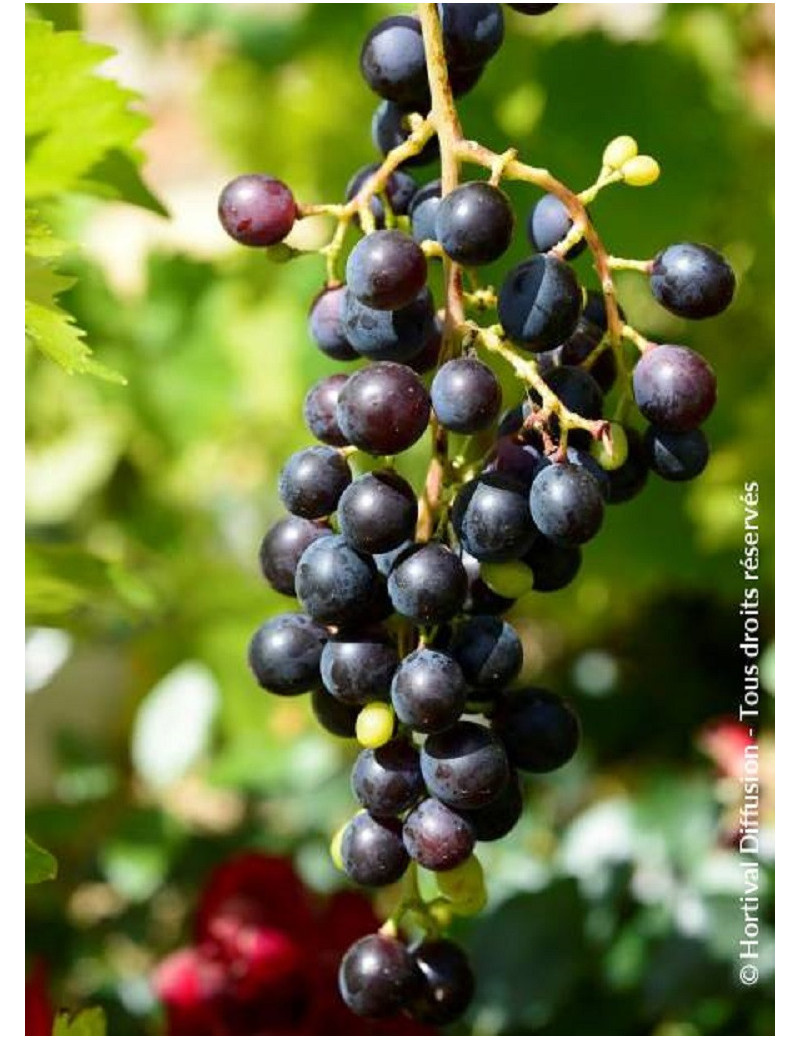 VIGNE DE TABLE MUSCAT BLEU