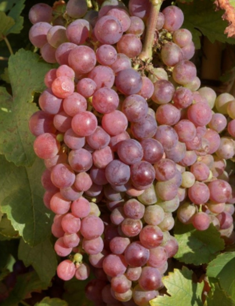 VIGNE DE TABLE CHASSELAS DE TRAMONTANER