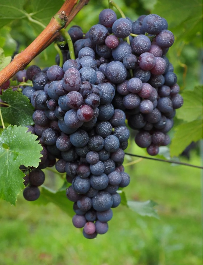 VIGNE DE TABLE ALPHONSE LAVALLÉE