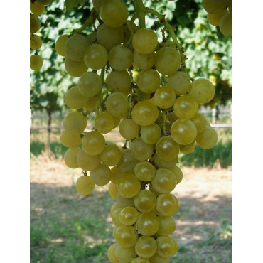 VIGNE DE TABLE GOLDLIFE MUSCAT®