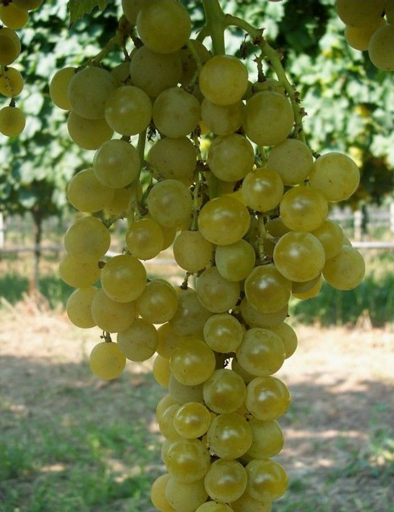 VIGNE DE TABLE GOLDLIFE MUSCAT®