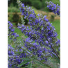 VITEX agnus-castus BLUE DELTA BLUES