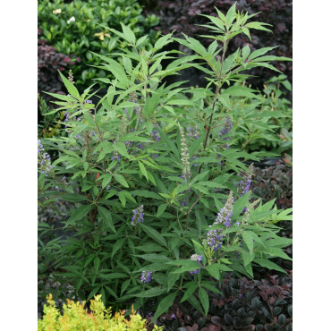 VITEX agnus-castus BLUE DELTA BLUES