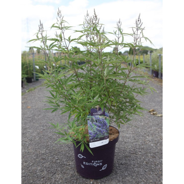 VITEX agnus-castus BLUE DELTA BLUES En pot de 10-12 litres