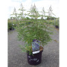 VITEX agnus-castus BLUE DELTA BLUES En pot de 10-12 litres