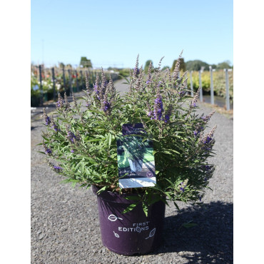 VITEX agnus-castus BLUE PUFFBALL En pot de 10-12 litres