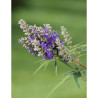 VITEX agnus-castus BLUE PUFFBALL