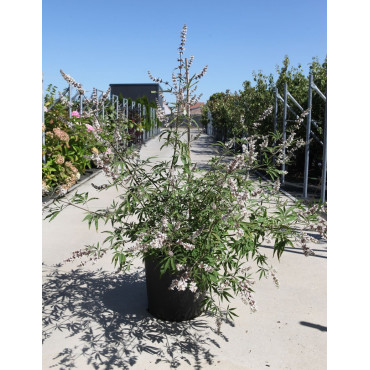 VITEX agnus-castus ALBUS En pot de 25-30 litres