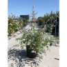 VITEX agnus-castus ALBUS En pot de 25-30 litres