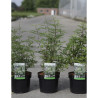 VITEX agnus-castus PINK PINNACLE En pot de 3-4 litres