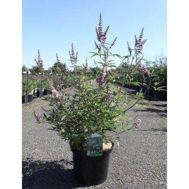 VITEX agnus-castus PINK PINNACLE En pot de 10-12 litres