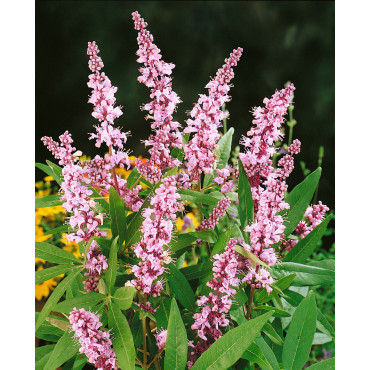 VITEX agnus-castus PINK PINNACLE