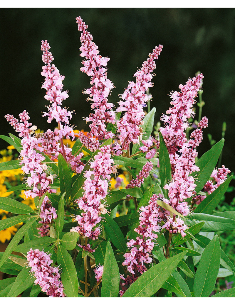 VITEX agnus-castus PINK PINNACLE