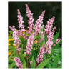 VITEX agnus-castus PINK PINNACLE