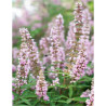 VITEX agnus-castus PINK PINNACLE