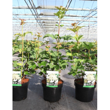 VIBURNUM trilobum WENTWORTH® En pot de 3-4 litres