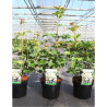 VIBURNUM trilobum WENTWORTH® En pot de 3-4 litres