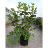 VIBURNUM trilobum WENTWORTH® En pot de 12-15 litres