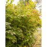 VIBURNUM trilobum WENTWORTH®