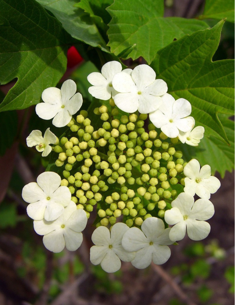 VIBURNUM trilobum WENTWORTH®