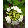 VIBURNUM trilobum WENTWORTH®