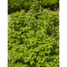 VIBURNUM trilobum WENTWORTH®