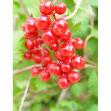 VIBURNUM trilobum WENTWORTH®