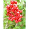 VIBURNUM trilobum WENTWORTH®