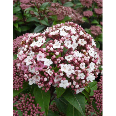 VIBURNUM tinus SPIRIT